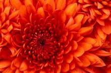 Chrysanthemum