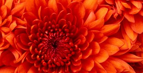 Chrysanthemum