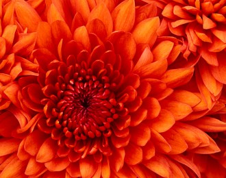 Chrysanthemum